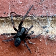 Badumna insignis (Black House Spider) at Aranda, ACT - 29 Oct 2022 by KMcCue