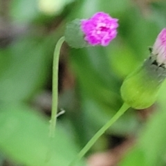 Emilia sonchifolia (Lilac Tassel-Flower) at Nambucca Heads, NSW - 30 Oct 2022 by trevorpreston