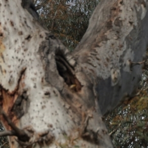 Pardalotus striatus at Aranda, ACT - 30 Oct 2022