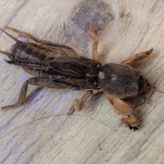 Gryllotalpa nitidula at Nambucca Heads, NSW - 30 Oct 2022 by trevorpreston