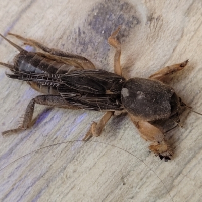 Gryllotalpa nitidula at Nambucca Heads, NSW - 30 Oct 2022 by trevorpreston