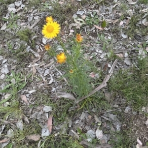 Xerochrysum viscosum at Aranda, ACT - 30 Oct 2022 07:30 PM