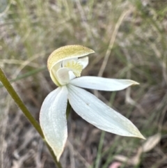 Caladenia moschata (Musky Caps) at Cook, ACT - 30 Oct 2022 by lbradley