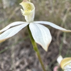 Caladenia moschata at Cook, ACT - 30 Oct 2022