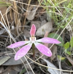 Caladenia fuscata (Dusky Fingers) at Cook, ACT - 30 Oct 2022 by lbradley