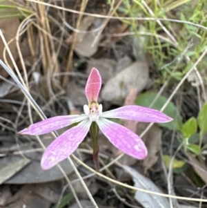 Caladenia fuscata at Cook, ACT - 30 Oct 2022