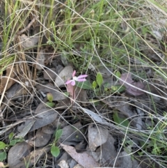 Caladenia fuscata at Cook, ACT - 30 Oct 2022