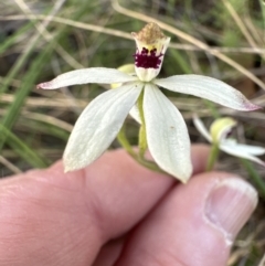 Caladenia cucullata (Lemon Caps) at Aranda Bushland - 30 Oct 2022 by lbradley