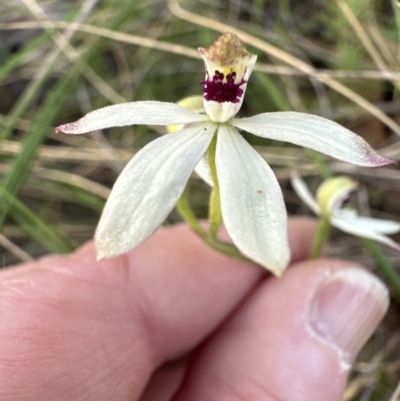 Caladenia cucullata (Lemon Caps) at Cook, ACT - 30 Oct 2022 by lbradley