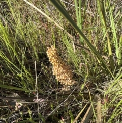 Lomandra multiflora (Many-flowered Matrush) at Aranda Bushland - 30 Oct 2022 by lbradley