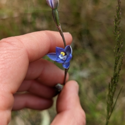 Thelymitra sp. (pauciflora complex) (Sun Orchid) at Flea Bog Flat, Bruce - 30 Oct 2022 by mainsprite
