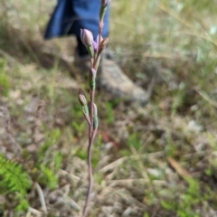 Thelymitra sp. (A Sun Orchid) at Bruce Ridge to Gossan Hill - 30 Oct 2022 by mainsprite