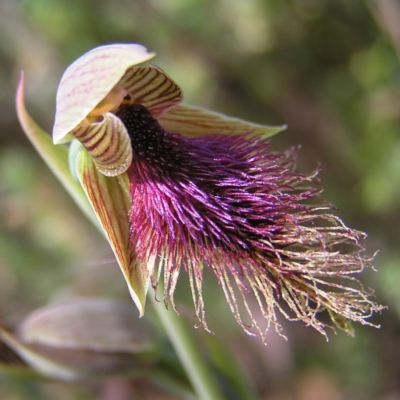 Calochilus platychilus (Purple Beard Orchid) at Molonglo Valley, ACT - 30 Oct 2022 by MatthewFrawley