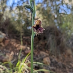 Calochilus platychilus (Purple Beard Orchid) at Point 8 - 30 Oct 2022 by WalterEgo