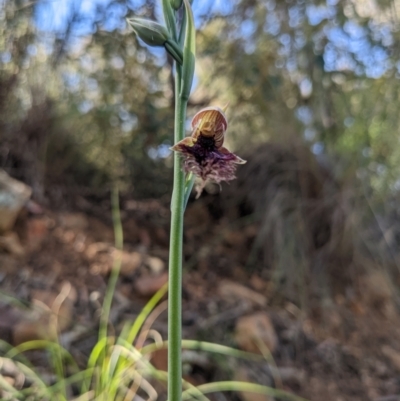 Calochilus platychilus (Purple Beard Orchid) at Acton, ACT - 29 Oct 2022 by WalterEgo