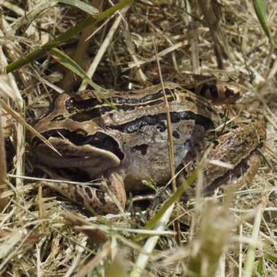 Limnodynastes peronii (Brown-striped Frog) at Banksia Street Wetland Corridor - 30 Oct 2022 by David