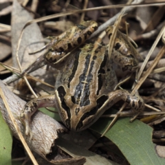 Limnodynastes peronii at O'Connor, ACT - 30 Oct 2022 01:41 PM