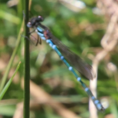 Austrolestes psyche (Cup Ringtail) at Alpine, NSW - 15 Oct 2022 by JanHartog