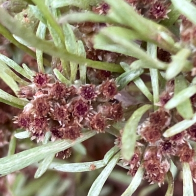 Gnaphalium indutum (Tiny Cudweed) at Fentons Creek, VIC - 29 Oct 2022 by KL