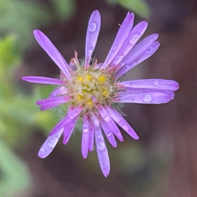 Vittadinia cuneata var. cuneata (Fuzzy New Holland Daisy) at Griffith, ACT - 4 Nov 2022 by AlexKirk