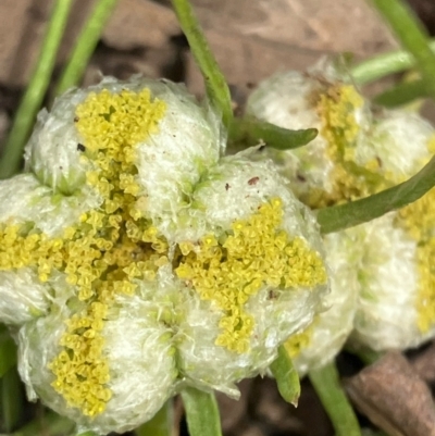 Myriocephalus rhizocephalus (Woolly-heads) at Fentons Creek, VIC - 28 Oct 2022 by KL