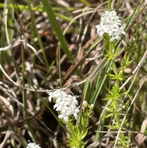 Asperula conferta at Lake George, NSW - 29 Oct 2022 02:59 PM