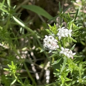 Asperula conferta at Lake George, NSW - 29 Oct 2022