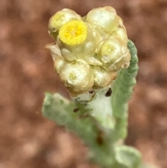 Pseudognaphalium luteoalbum (Jersey Cudweed) at Fentons Creek, VIC - 28 Oct 2022 by KL