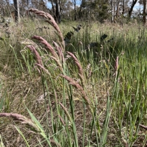 Holcus lanatus at Lake George, NSW - 29 Oct 2022 02:53 PM