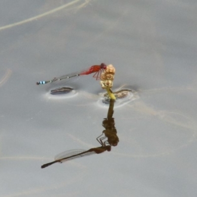 Xanthagrion erythroneurum (Red & Blue Damsel) at Alpine, NSW - 16 Oct 2022 by JanHartog