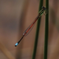 Ischnura aurora (Aurora Bluetail) at Alpine, NSW - 18 Oct 2022 by JanHartog