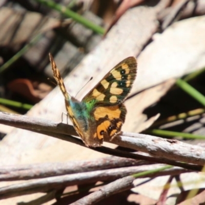 Argynnina cyrila (Forest Brown, Cyril's Brown) at Alpine, NSW - 13 Oct 2022 by JanHartog