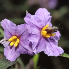 Lasioglossum (Parasphecodes) sp. (genus & subgenus) (Halictid bee) at Acton, ACT - 30 Oct 2022 by TimL
