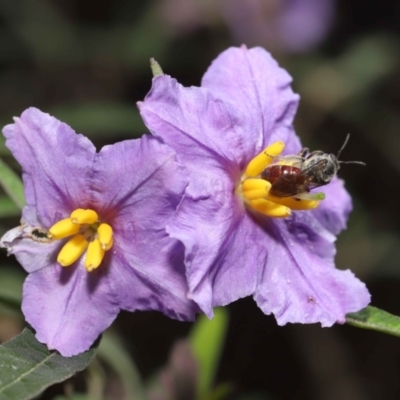 Lasioglossum (Parasphecodes) sp. (genus & subgenus) (Halictid bee) at Acton, ACT - 30 Oct 2022 by TimL