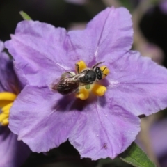 Lasioglossum (Parasphecodes) sp. (genus & subgenus) at Acton, ACT - 30 Oct 2022 10:23 AM