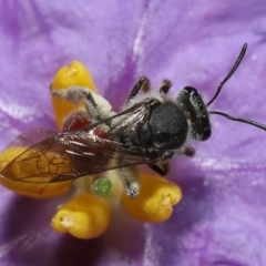 Lasioglossum (Parasphecodes) sp. (genus & subgenus) at Acton, ACT - 30 Oct 2022 10:23 AM