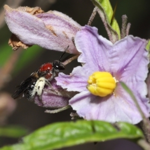 Lasioglossum (Callalictus) callomelittinum at Acton, ACT - 30 Oct 2022