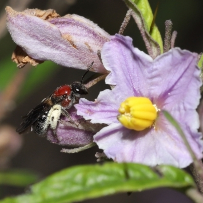 Lasioglossum (Callalictus) callomelittinum (Halictid bee) at Acton, ACT - 29 Oct 2022 by TimL