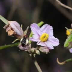 Lasioglossum (Callalictus) callomelittinum at Acton, ACT - 30 Oct 2022