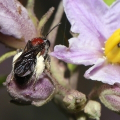 Lasioglossum (Callalictus) callomelittinum at Acton, ACT - 30 Oct 2022