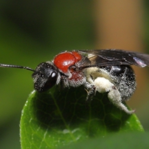 Lasioglossum (Callalictus) callomelittinum at Acton, ACT - 30 Oct 2022 10:29 AM