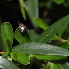 Lasioglossum (Callalictus) callomelittinum at Acton, ACT - 30 Oct 2022