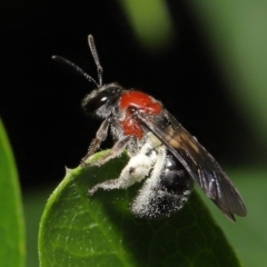 Lasioglossum (Callalictus) callomelittinum at Acton, ACT - 30 Oct 2022 10:29 AM