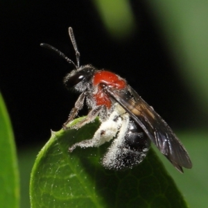 Lasioglossum (Callalictus) callomelittinum at Acton, ACT - 30 Oct 2022