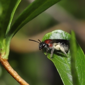 Lasioglossum (Callalictus) callomelittinum at Acton, ACT - 30 Oct 2022