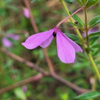 Tetratheca thymifolia (Black-eyed Susan) at Nambucca Heads, NSW - 30 Oct 2022 by trevorpreston