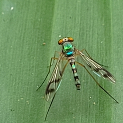 Heteropsilopus ingenuus (A long-legged fly) at Nambucca Heads, NSW - 30 Oct 2022 by trevorpreston