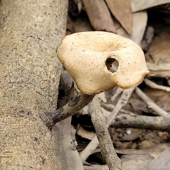 Unidentified Uncategorised Fungi at Nambucca Heads, NSW - 30 Oct 2022 by trevorpreston