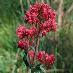 Centranthus ruber at Watson, ACT - 30 Oct 2022