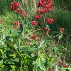 Centranthus ruber at Watson, ACT - 30 Oct 2022 06:38 PM